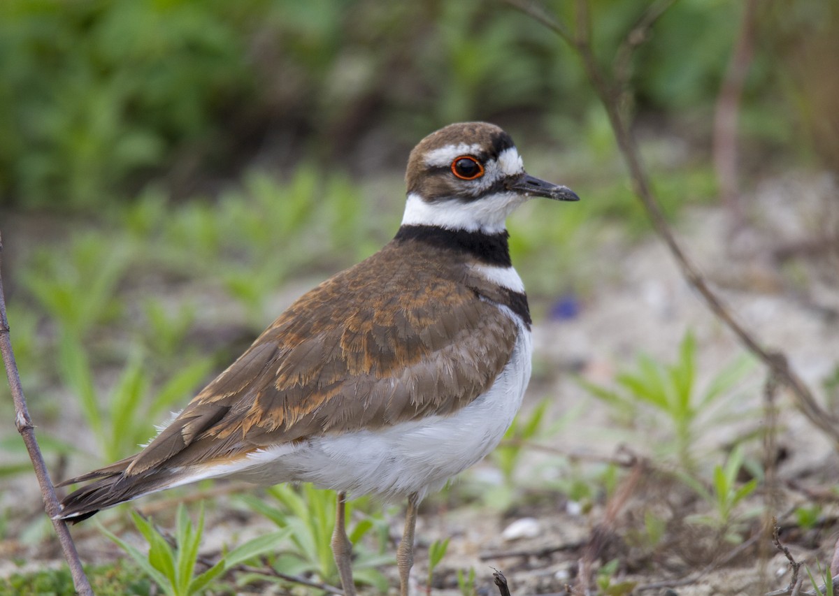 Killdeer - Julie Bowen