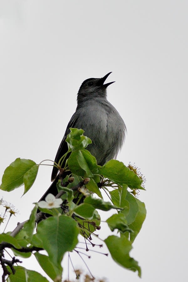 Gray Catbird - Cheryl Ring