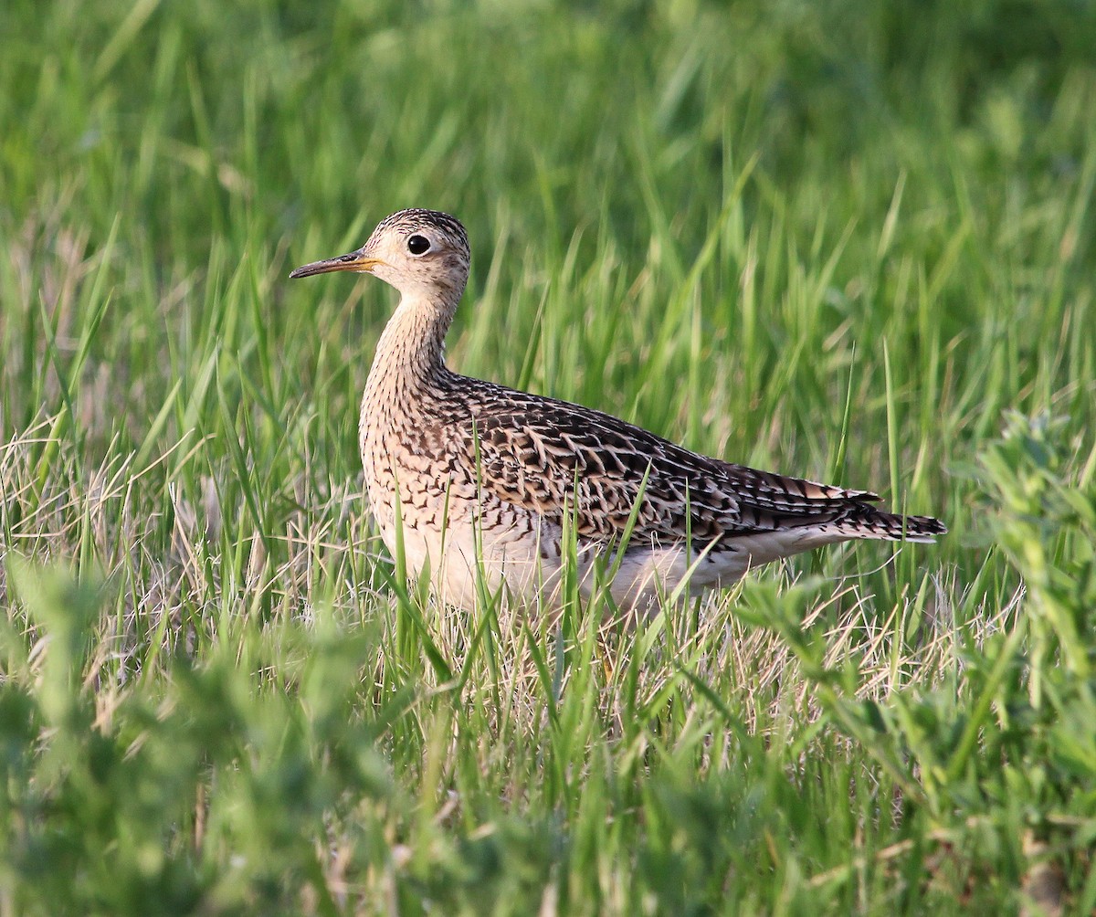 Upland Sandpiper - Ann Nightingale