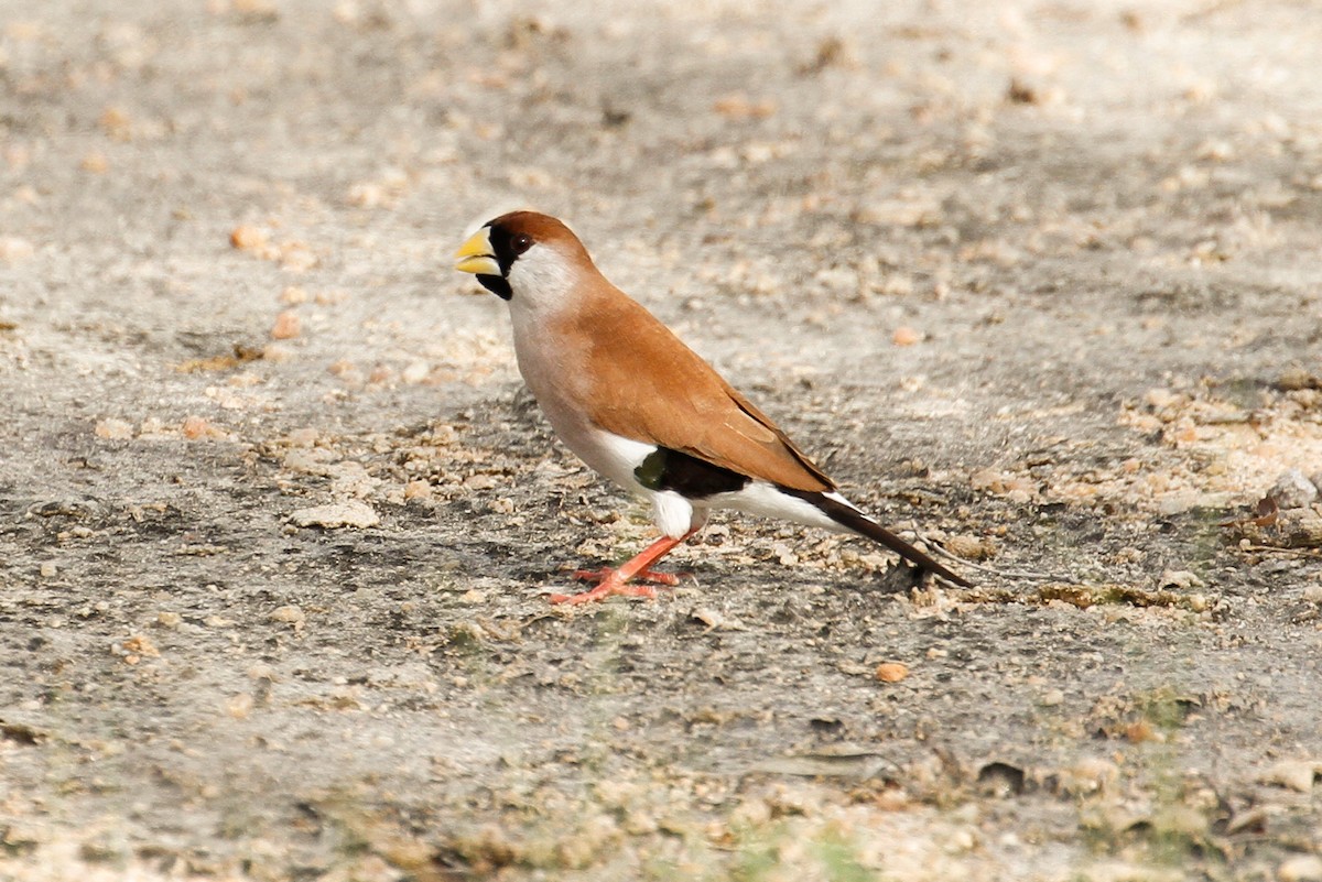 Masked Finch (White-eared) - James Kennerley