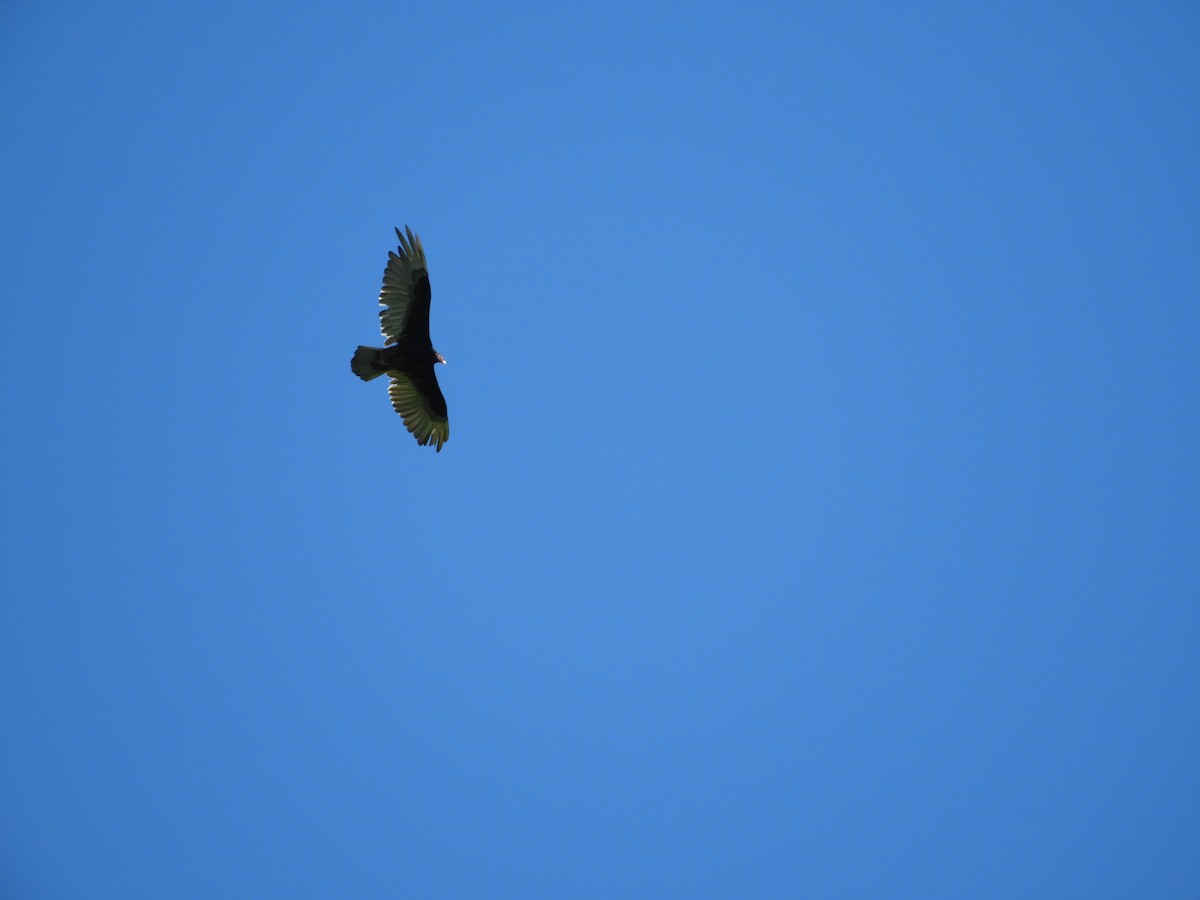 Turkey Vulture - Heidi Tarasiuk