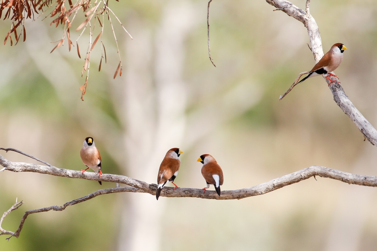 Masked Finch (White-eared) - ML102071051