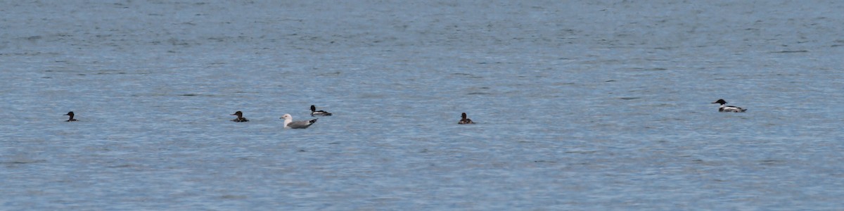 Red-breasted Merganser - ML102073441