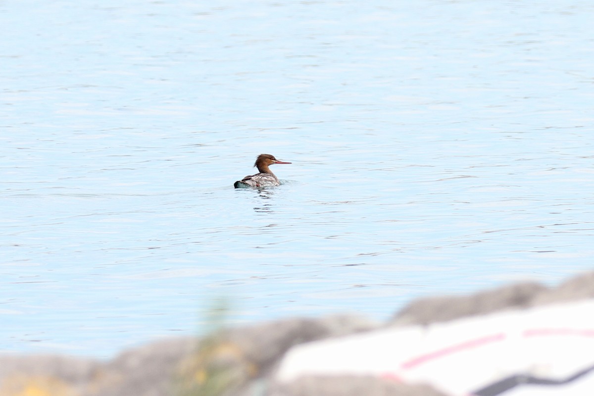 Red-breasted Merganser - ML102073471