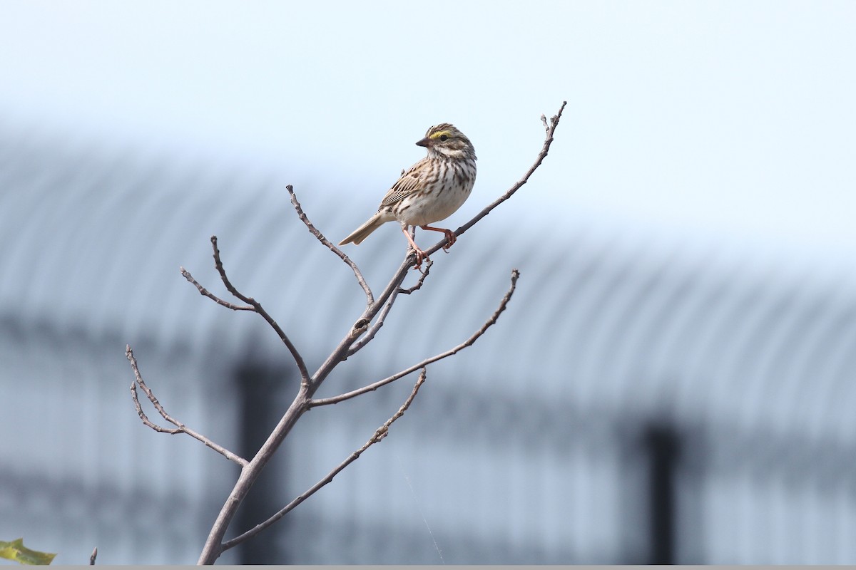 Savannah Sparrow - ML102073851