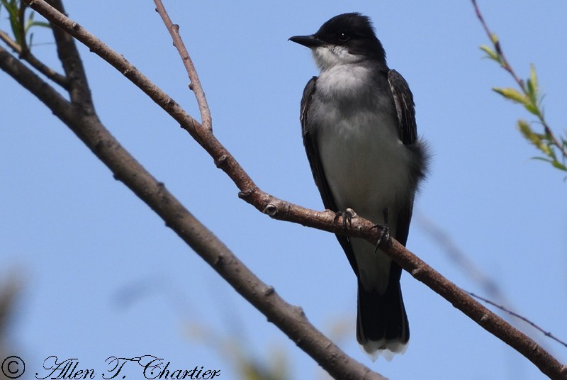 Eastern Kingbird - ML102073881