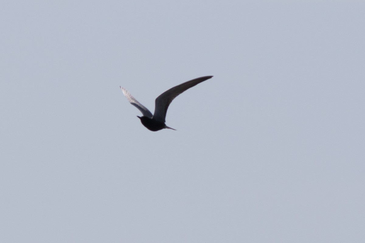 Black Tern - ML102076831