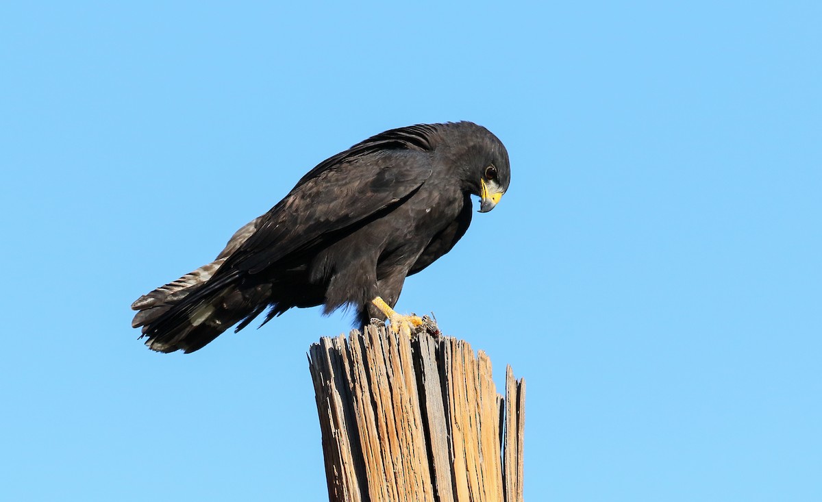 Zone-tailed Hawk - Chris McCreedy - no playbacks