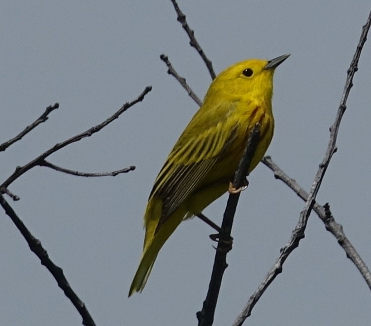 Yellow Warbler - Drew S