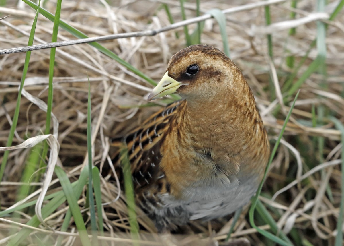 Yellow Rail - ML102078561