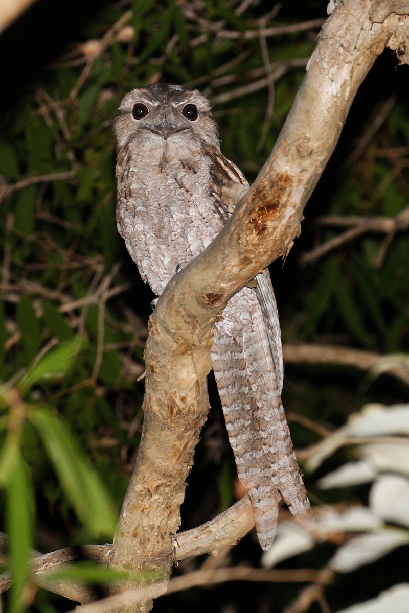 Papuan Frogmouth - ML102079251