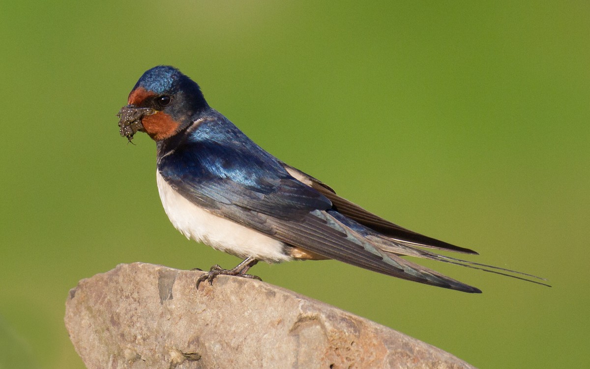 Barn Swallow (White-bellied) - Ric Else