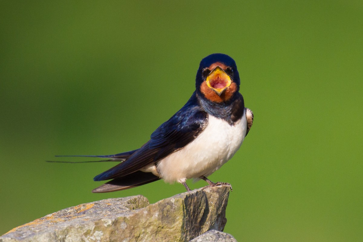 Barn Swallow (White-bellied) - Ric Else