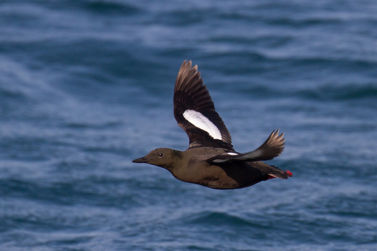 Black Guillemot (grylle Group) - ML102081761