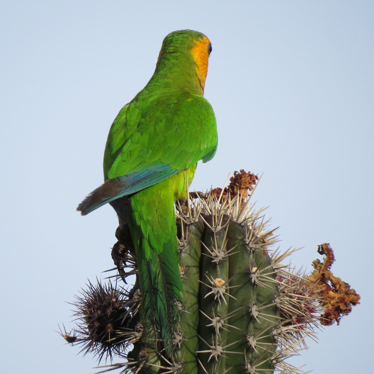 Brown-throated Parakeet - Tom Eck