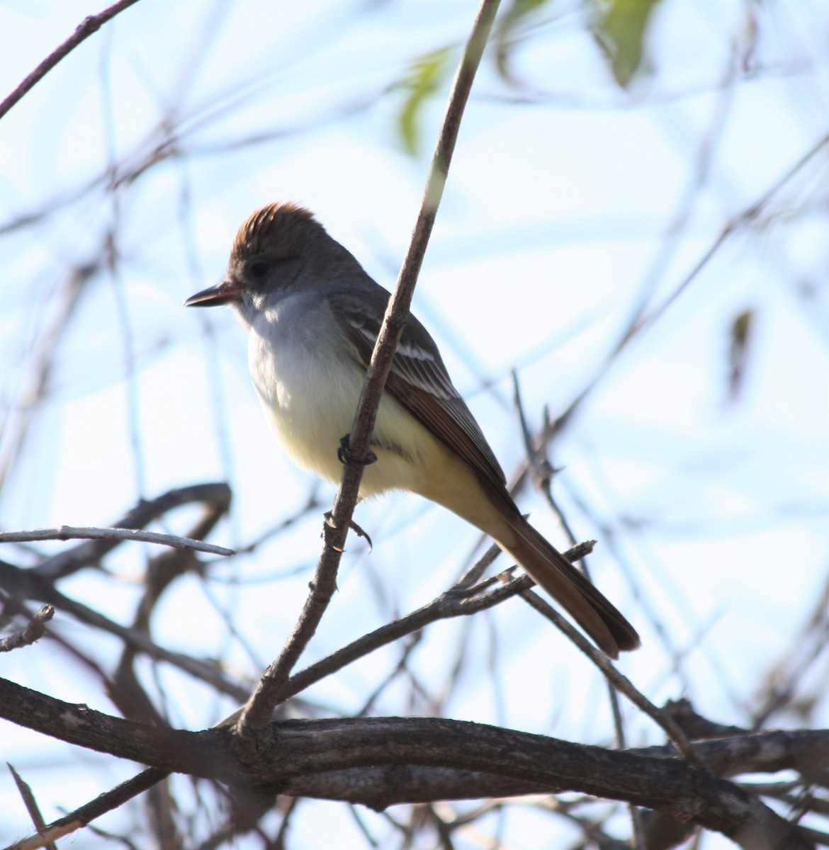Ash-throated Flycatcher - Cindy P