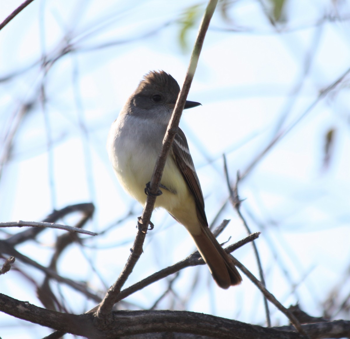 Ash-throated Flycatcher - Cindy P
