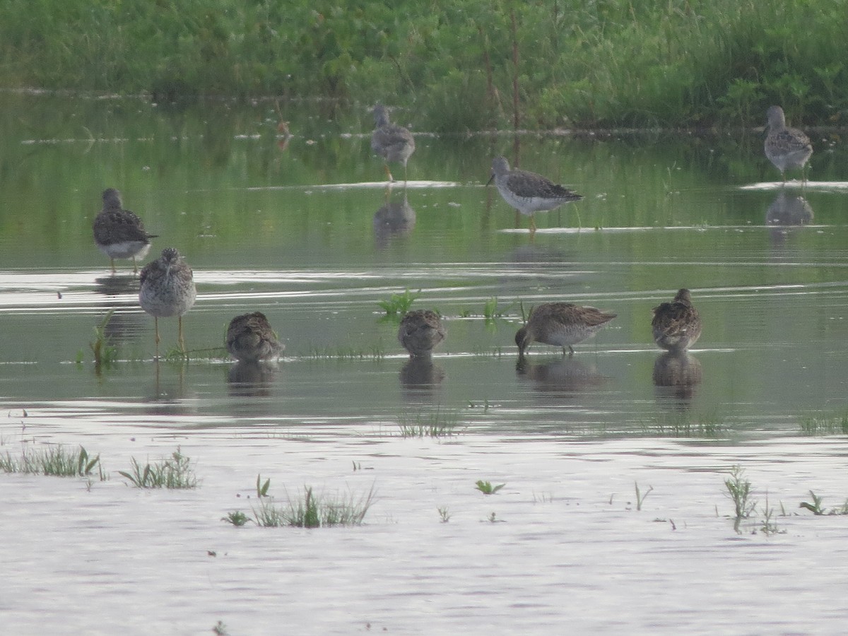Greater Yellowlegs - ML102085231