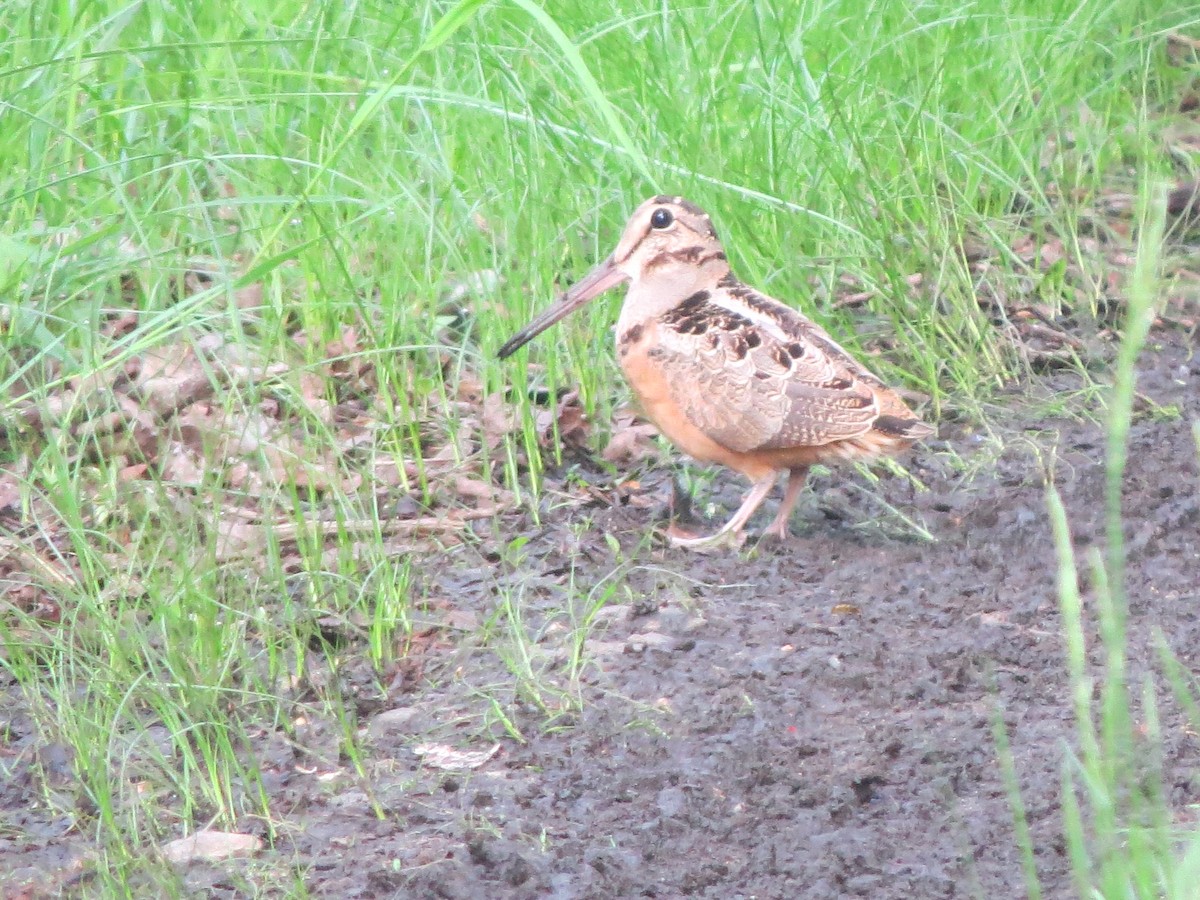 American Woodcock - ML102085791