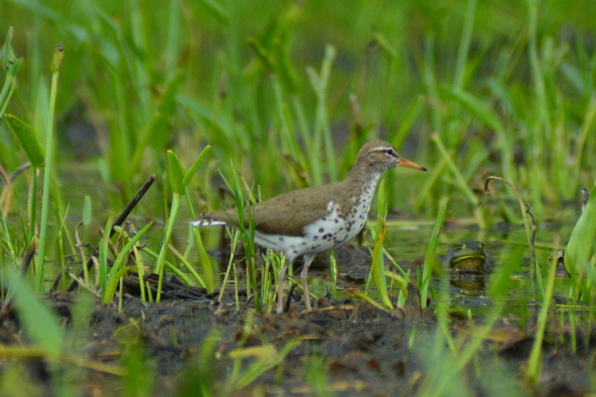 Spotted Sandpiper - ML102085851