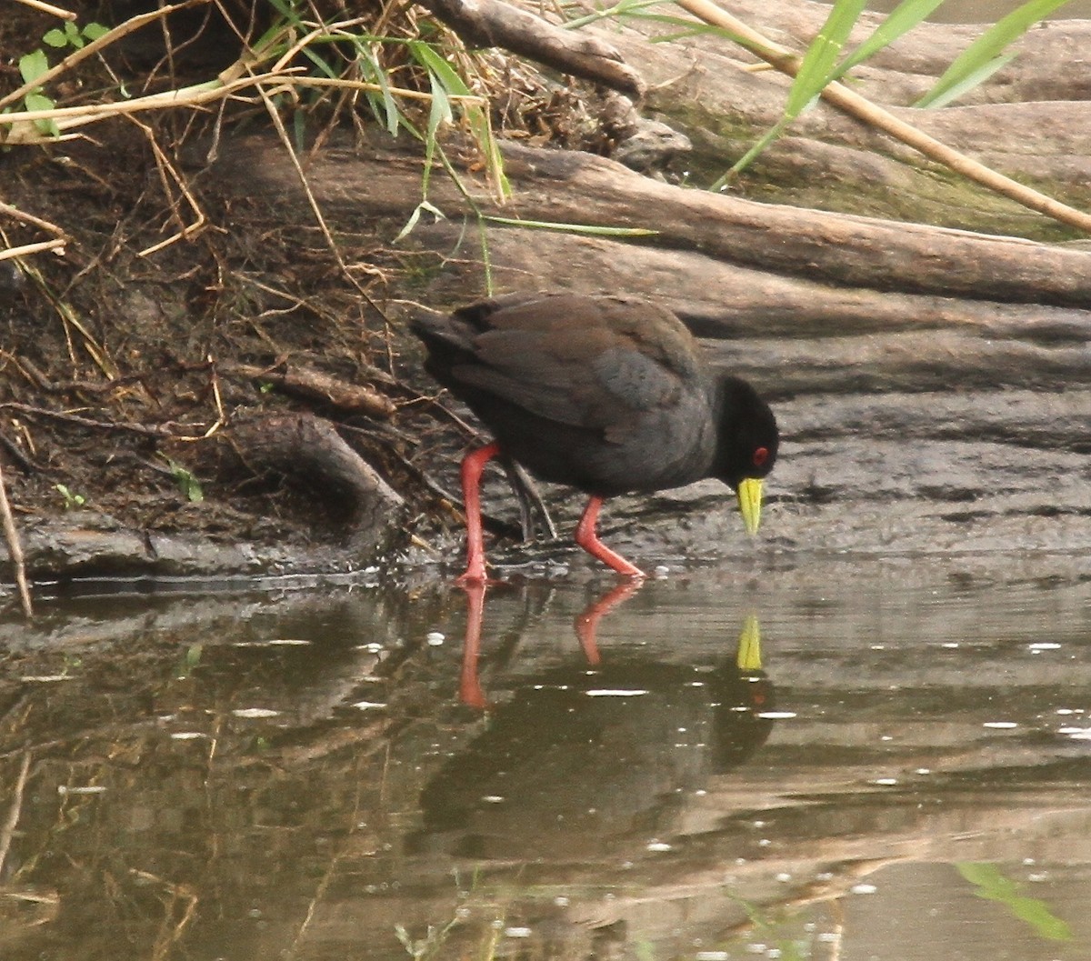 Black Crake - Connie Lintz