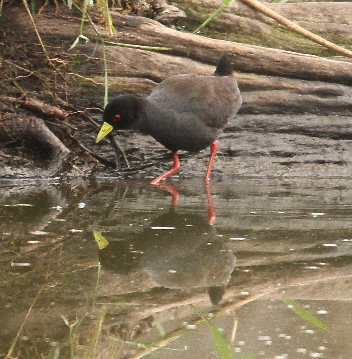 Polluela Negra Africana - ML102086411