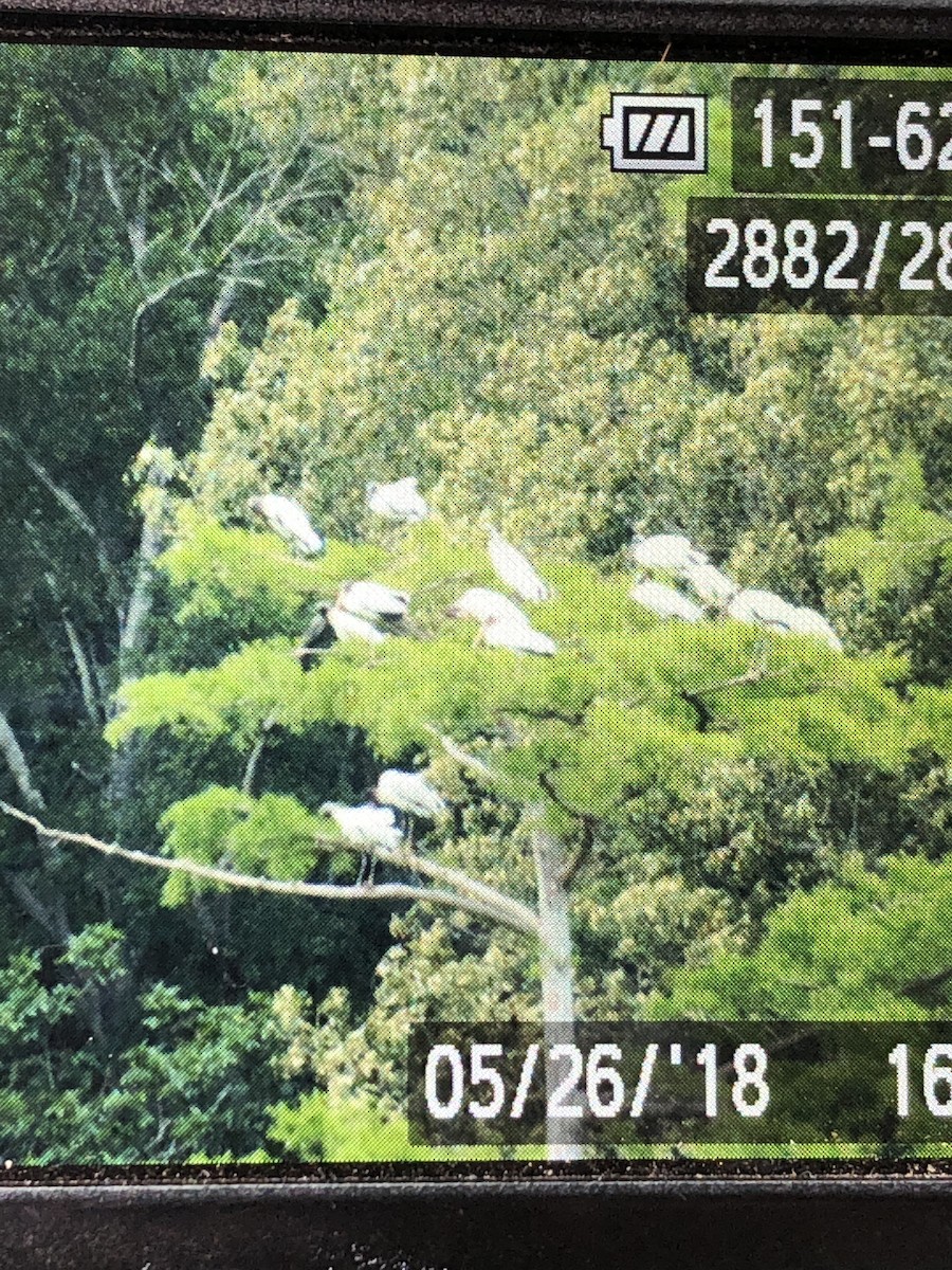 Wood Stork - ML102086491