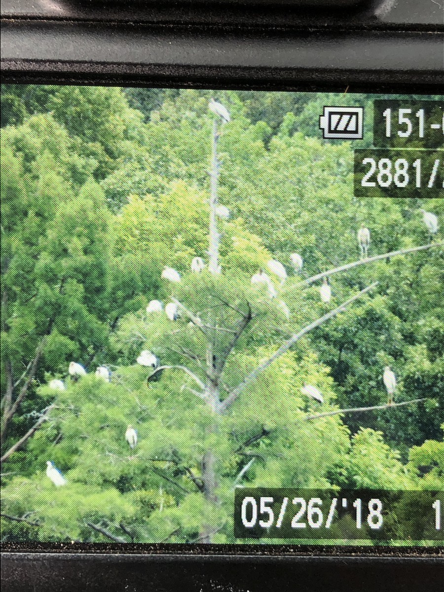 Wood Stork - ML102086501