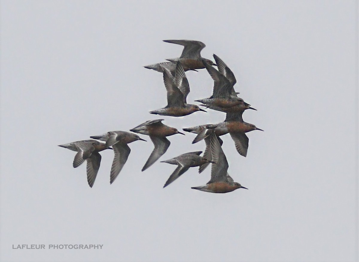 Red Knot - ML102087081