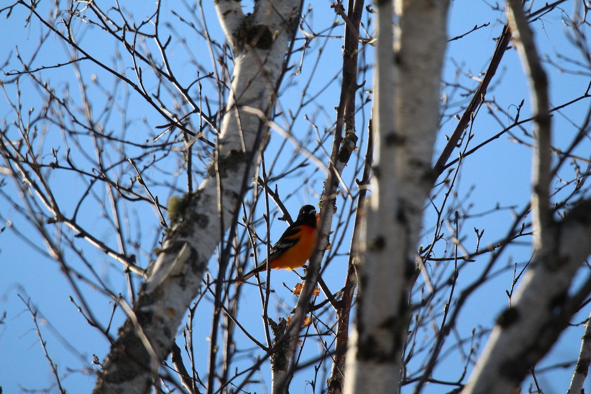 Oriole de Baltimore - ML102087791