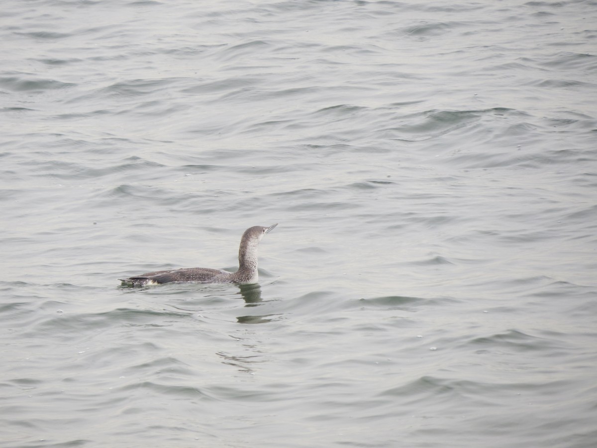 Red-throated Loon - ML102088491