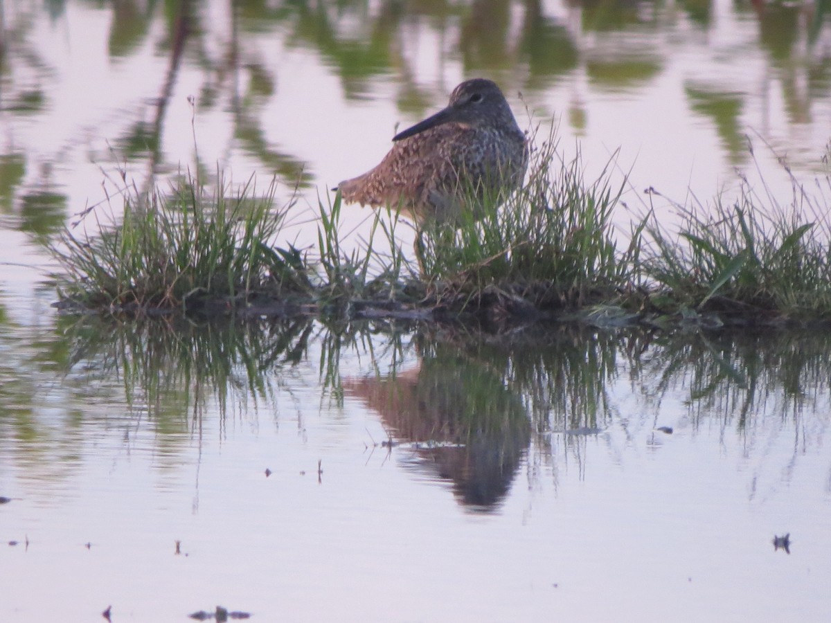 Willet - ML102088661