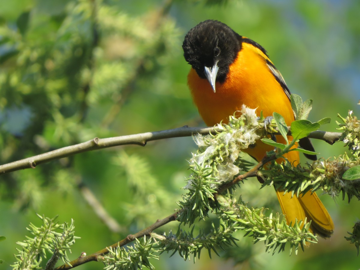 Baltimore Oriole - ML102089011