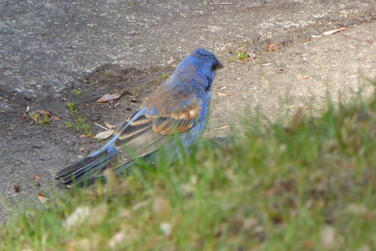 Blue Grosbeak - Doug Niwa