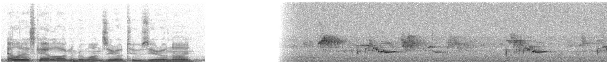 White-bellied Wren (Middle American) - ML10209