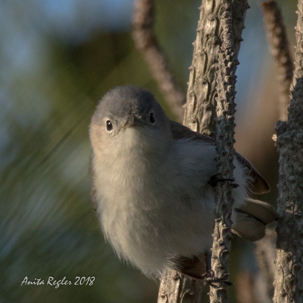 Blue-gray Gnatcatcher - ML102090241