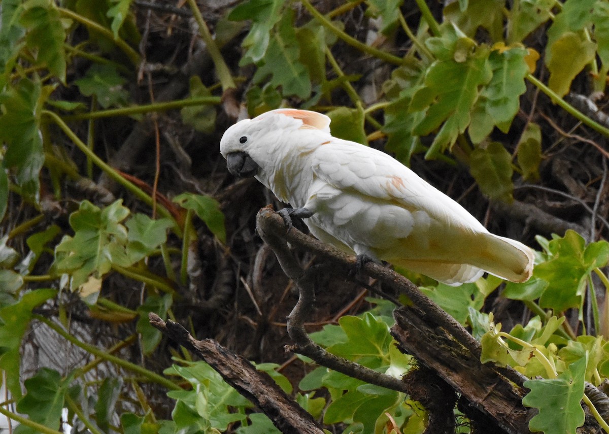 Salmon-crested Cockatoo - Walter Oshiro