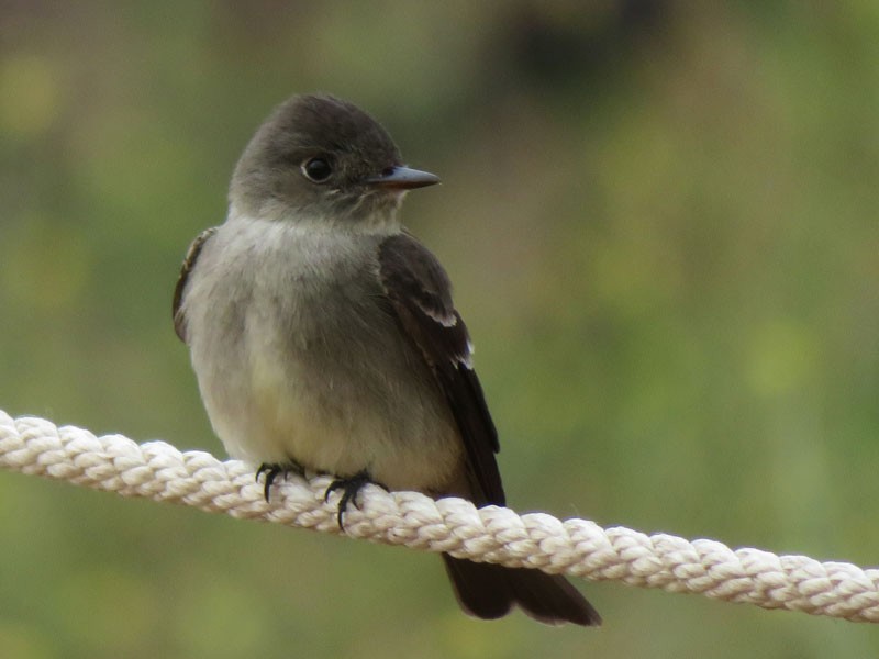 Western Wood-Pewee - ML102092431