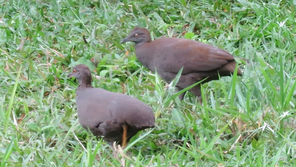 Cinereous Tinamou - ML102094221