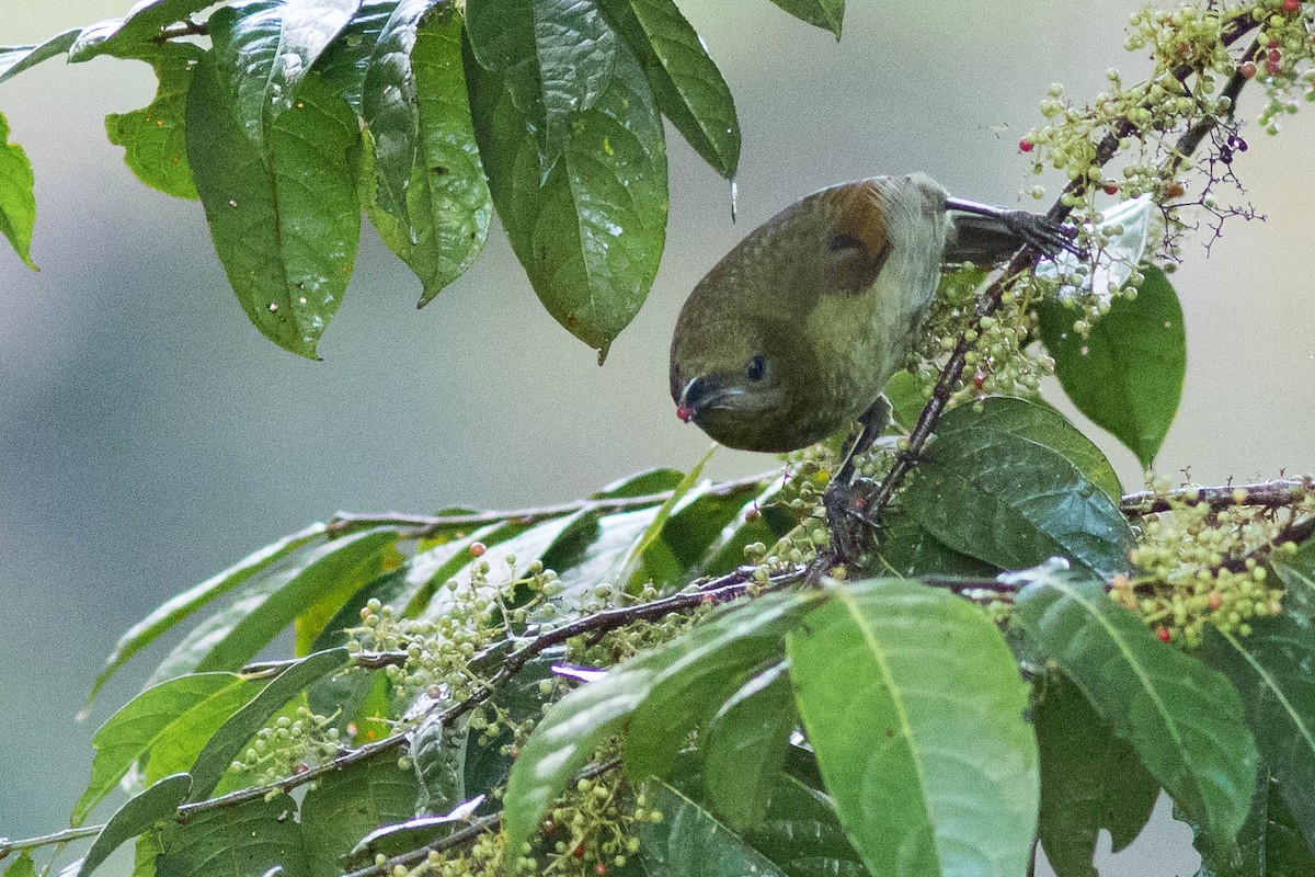 Loria's Satinbird - Doug Gochfeld
