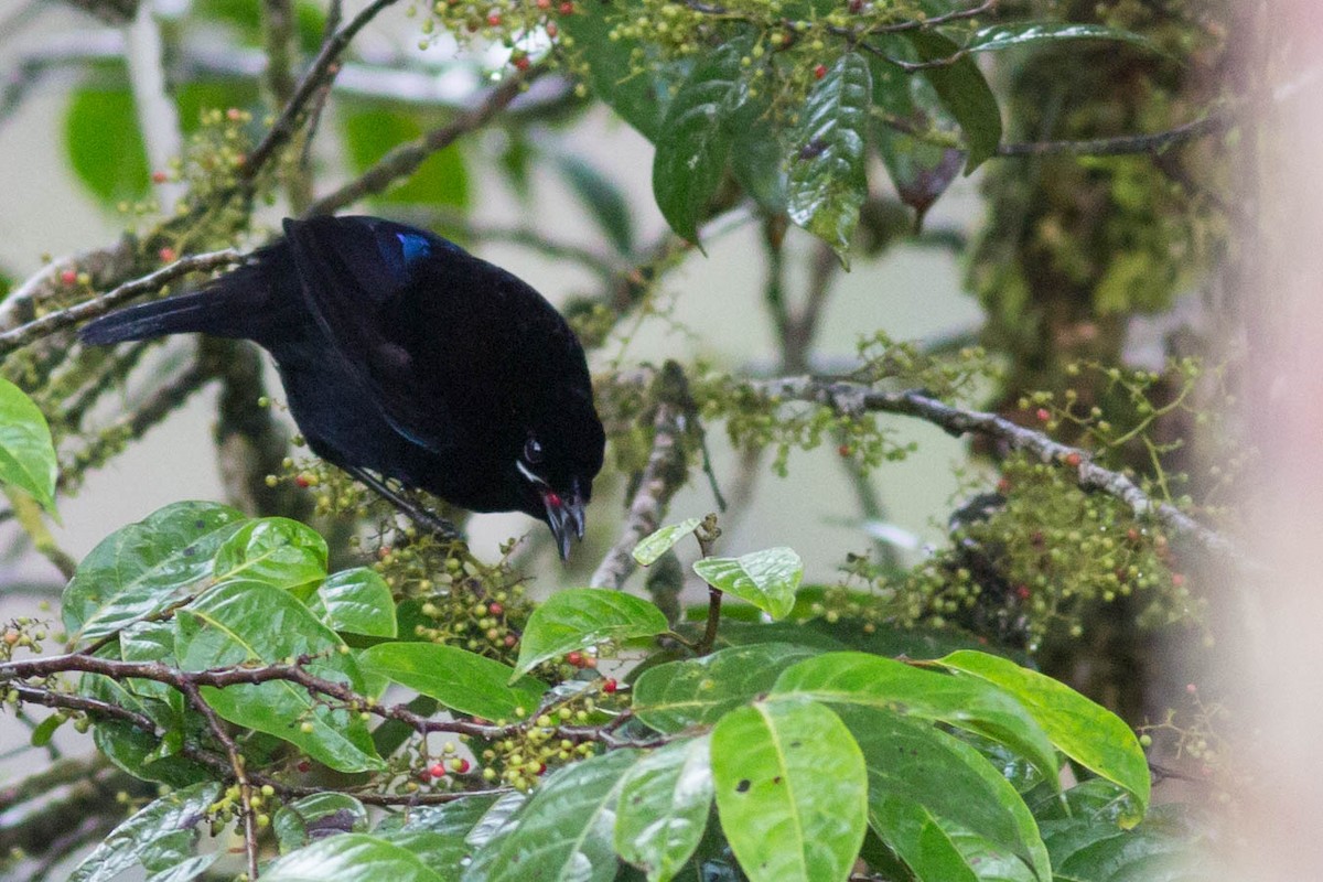 Loria's Satinbird - Doug Gochfeld