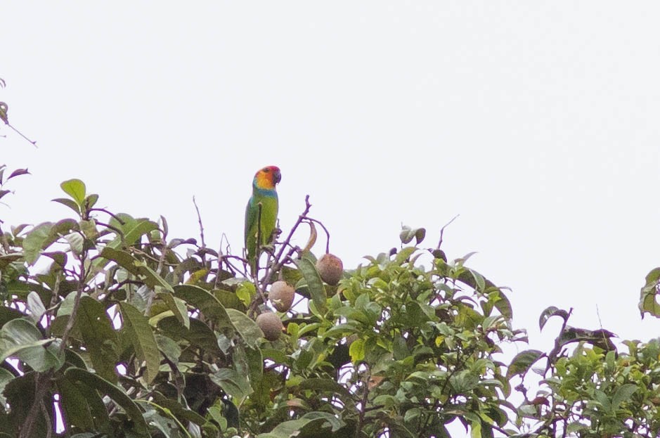 Large Fig-Parrot - Doug Gochfeld