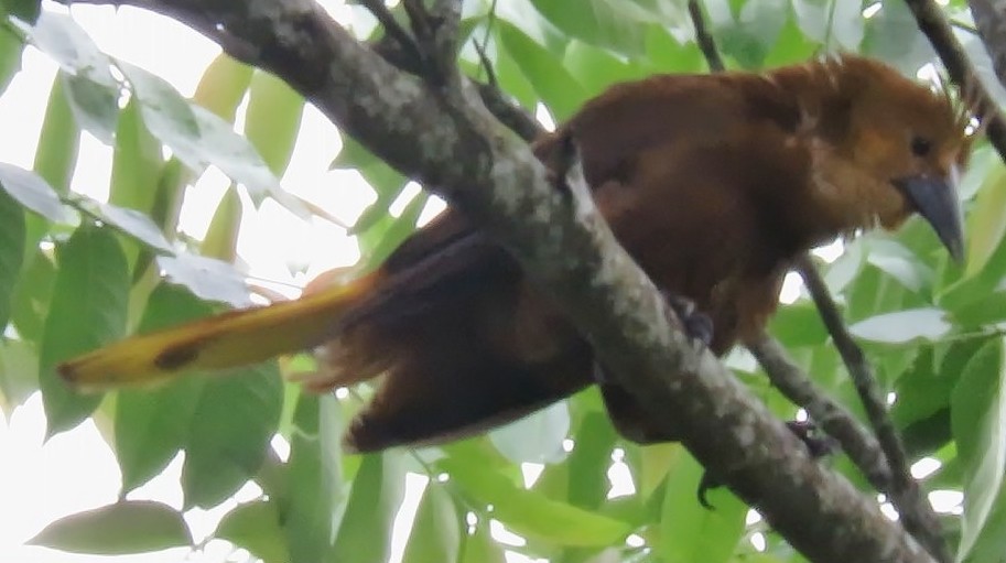 Russet-backed Oropendola - Alexander  Torres