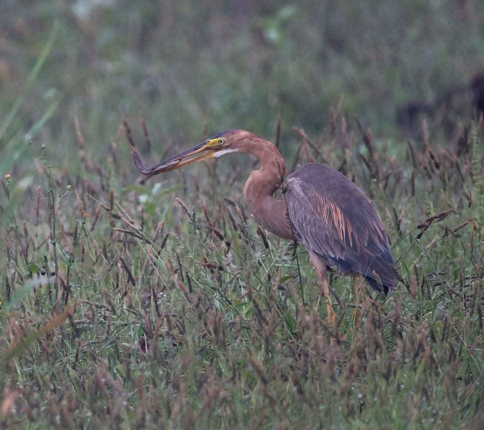 Purple Heron - ML102095591