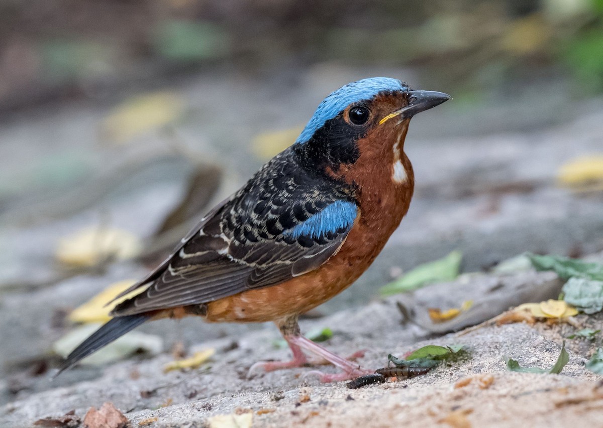 White-throated Rock-Thrush - ML102095711
