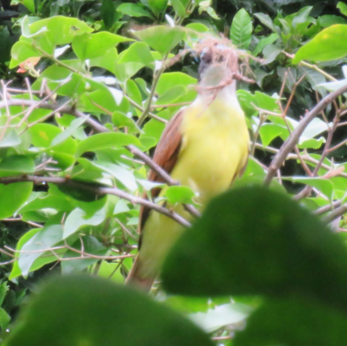 Great Kiskadee - ML102095741