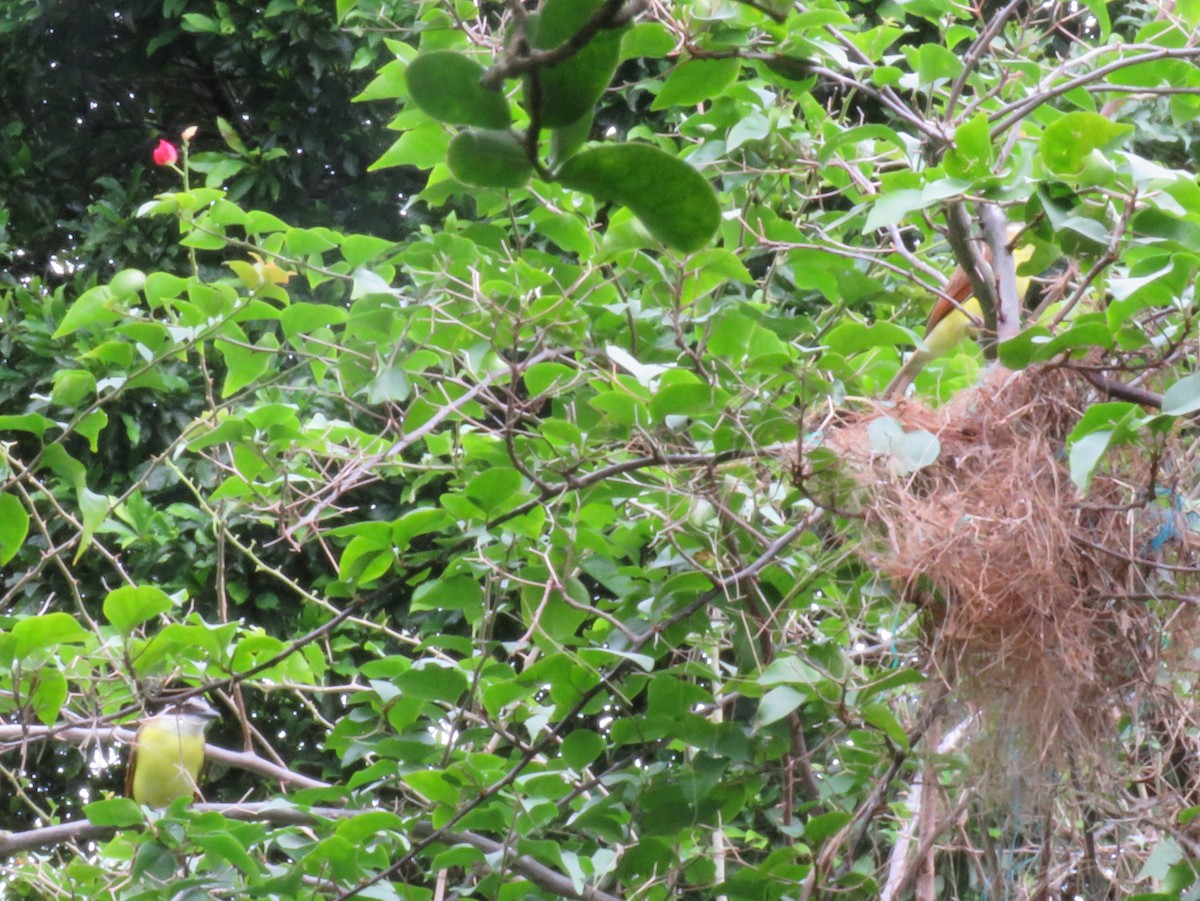 Great Kiskadee - ML102095931