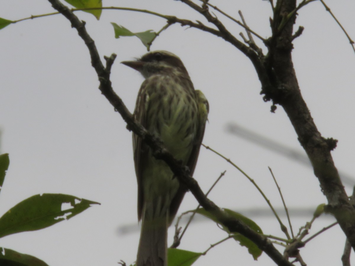 Piratic Flycatcher - ML102095971