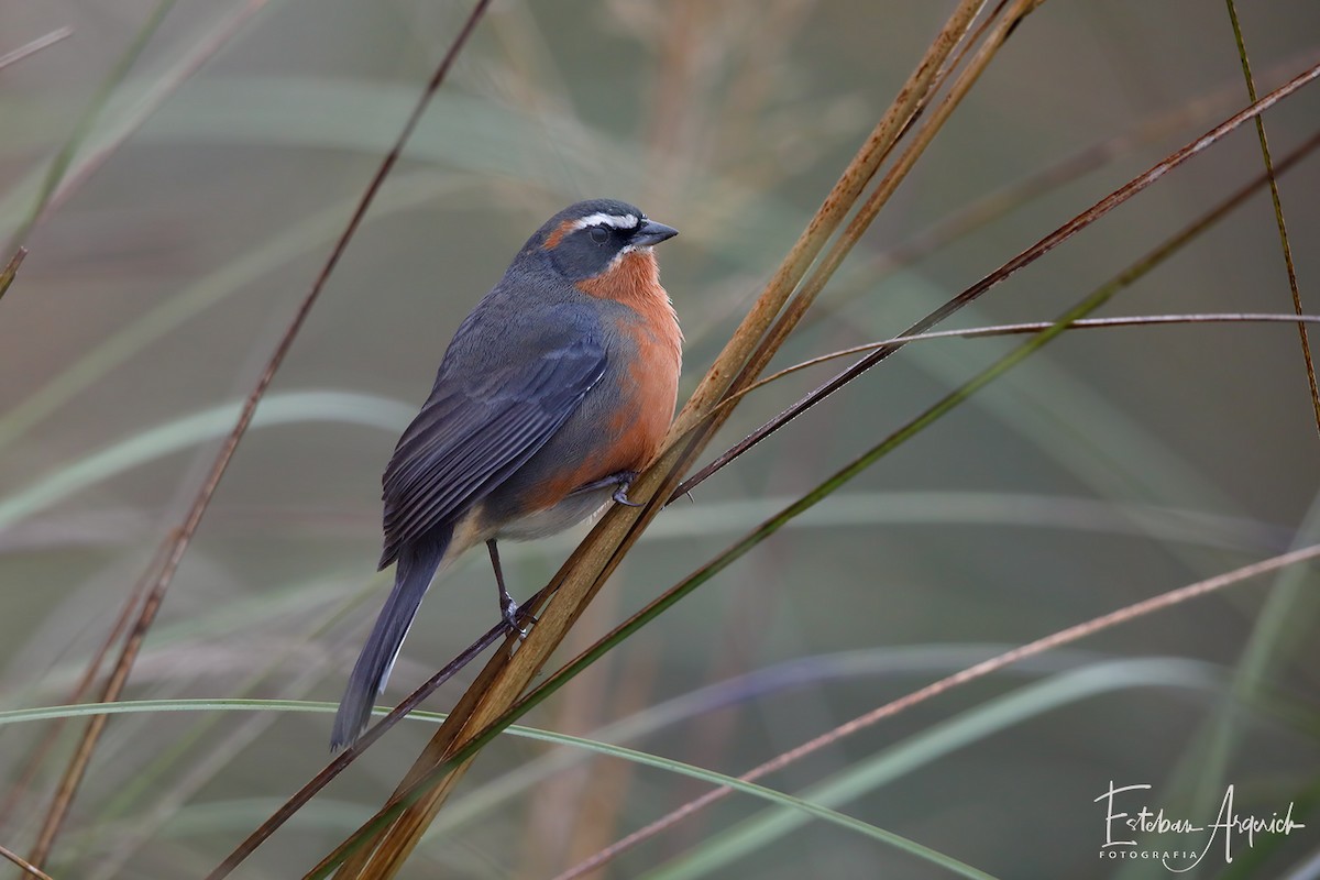 Black-and-rufous Warbling Finch - ML102096111