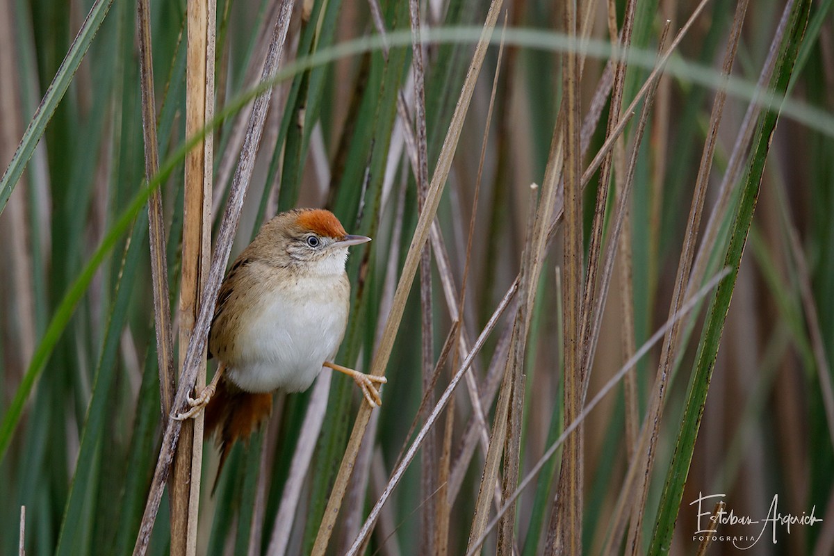 Bay-capped Wren-Spinetail - Esteban Argerich